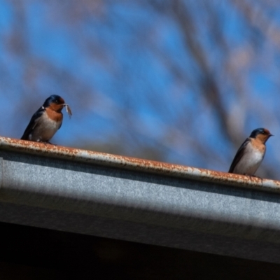 Hirundo neoxena (Welcome Swallow) at Wingecarribee Local Government Area - 31 Aug 2022 by Aussiegall