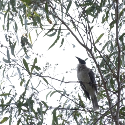 Philemon corniculatus (Noisy Friarbird) at Werai - 31 Aug 2022 by Aussiegall