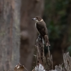 Cracticus torquatus (Grey Butcherbird) at Werai - 31 Aug 2022 by Aussiegall