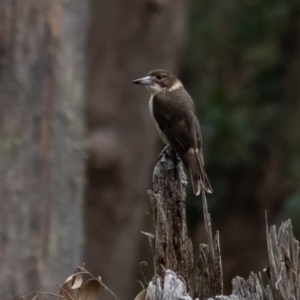 Cracticus torquatus at Werai, NSW - suppressed