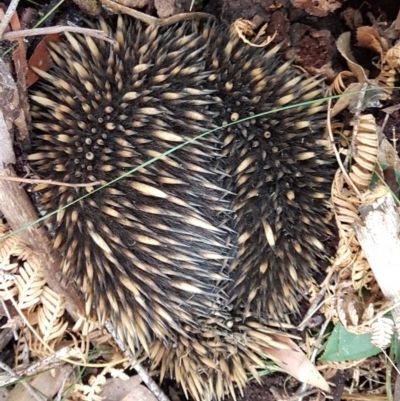 Tachyglossus aculeatus (Short-beaked Echidna) at Penrose - 1 Sep 2022 by Aussiegall
