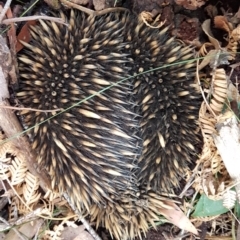 Tachyglossus aculeatus (Short-beaked Echidna) at suppressed - 1 Sep 2022 by Aussiegall