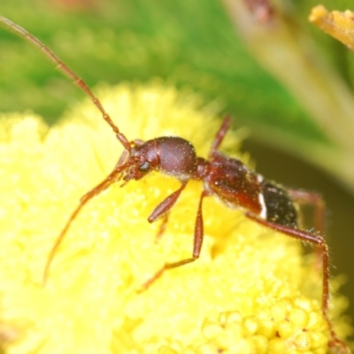 Pseudohalme laetabilis (A Longhorn Beetle) at Coree, ACT - 1 Sep 2022 by Harrisi