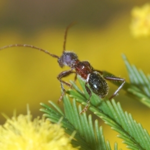 Pseudohalme laetabilis at Coree, ACT - 1 Sep 2022 05:04 PM