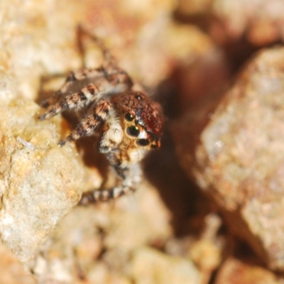 Euophryinae sp. (Rockhopper) undescribed (Euophryinae sp. (Rockhopper) undescribed) at Coree, ACT - 1 Sep 2022 by Harrisi