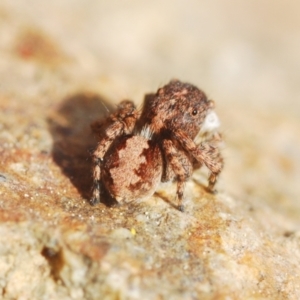 Euophryinae sp. (Rockhopper) undescribed at Coree, ACT - 1 Sep 2022 04:25 PM