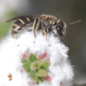 Lasioglossum (Chilalictus) sp. (genus & subgenus) at Stromlo, ACT - 28 Aug 2022