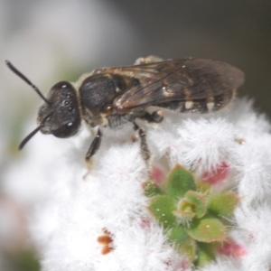 Lasioglossum (Chilalictus) sp. (genus & subgenus) at Stromlo, ACT - 28 Aug 2022