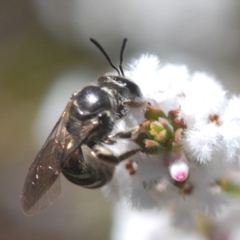 Lasioglossum (Chilalictus) sp. (genus & subgenus) at Stromlo, ACT - 28 Aug 2022