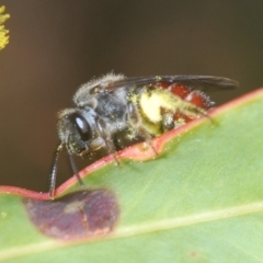 Lasioglossum (Parasphecodes) sp. (genus & subgenus) (Halictid bee) at Cotter Reserve - 1 Sep 2022 by Harrisi