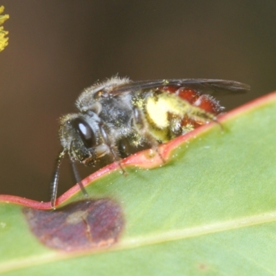 Lasioglossum (Parasphecodes) sp. (genus & subgenus) (Halictid bee) at Cotter Reserve - 1 Sep 2022 by Harrisi