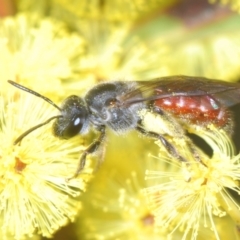 Lasioglossum (Parasphecodes) sp. (genus & subgenus) at Coree, ACT - 1 Sep 2022 04:44 PM