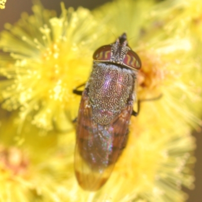 Stomorhina sp. (genus) (Snout fly) at Cotter Reserve - 1 Sep 2022 by Harrisi