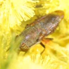 Stomorhina sp. (genus) at Coree, ACT - 1 Sep 2022