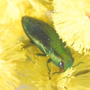 Melobasis obscurella at Coree, ACT - 1 Sep 2022 04:57 PM