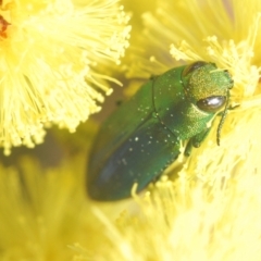 Melobasis obscurella at Coree, ACT - 1 Sep 2022 04:57 PM