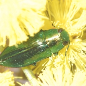 Melobasis obscurella at Coree, ACT - 1 Sep 2022