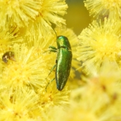 Melobasis obscurella at Coree, ACT - 1 Sep 2022 04:57 PM