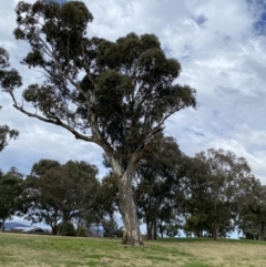 Eucalyptus blakelyi (Blakely's Red Gum) at Wanniassa, ACT - 18 Aug 2022 by jks