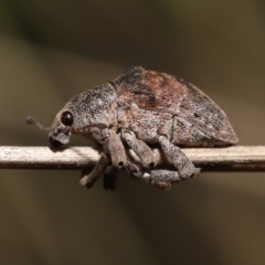 Gonipterus sp. (genus) (Eucalyptus Weevil) at Tidbinbilla Nature Reserve - 31 Aug 2022 by TimL