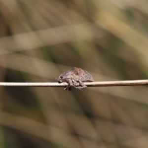 Gonipterus sp. (genus) at Paddys River, ACT - 31 Aug 2022