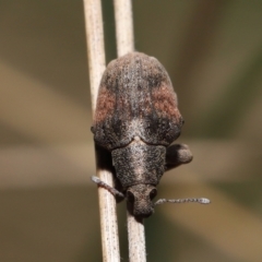 Gonipterus sp. (genus) at Paddys River, ACT - 31 Aug 2022