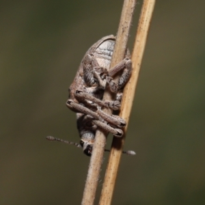 Gonipterus sp. (genus) at Paddys River, ACT - 31 Aug 2022 12:39 PM