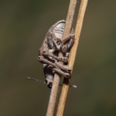 Gonipterus sp. (genus) at Paddys River, ACT - 31 Aug 2022