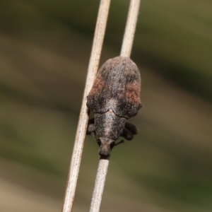 Gonipterus sp. (genus) at Paddys River, ACT - 31 Aug 2022