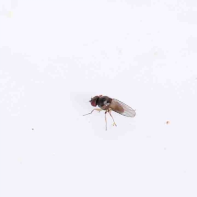 Drosophilidae (family) at O'Connor, ACT - 31 Aug 2022 by ConBoekel