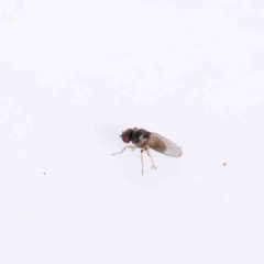 Unidentified True fly (Diptera) (TBC) at O'Connor, ACT - 31 Aug 2022 by ConBoekel