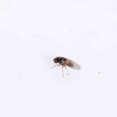 Unidentified True fly (Diptera) at Dryandra St Woodland - 31 Aug 2022 by ConBoekel