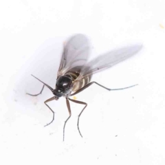 Unidentified True fly (Diptera) at O'Connor, ACT - 31 Aug 2022 by ConBoekel