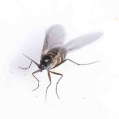 Sciaroidea sp. (Superfamily) (A fungus gnat or gall midge) at O'Connor, ACT - 31 Aug 2022 by ConBoekel