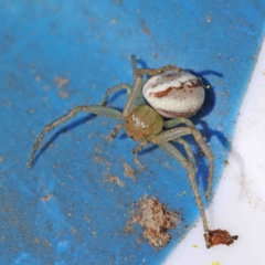 Lehtinelagia prasina (Leek-green flower spider) at Dryandra St Woodland - 31 Aug 2022 by ConBoekel