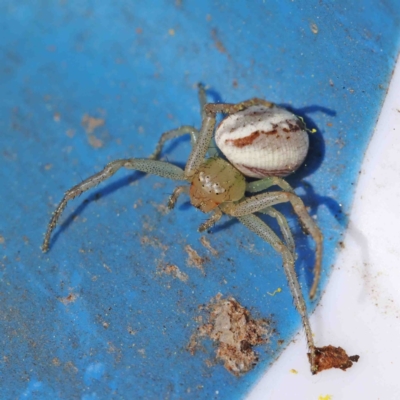 Lehtinelagia prasina (Leek-green flower spider) at Dryandra St Woodland - 31 Aug 2022 by ConBoekel