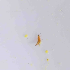 Unverified Insect at O'Connor, ACT - 31 Aug 2022 by ConBoekel