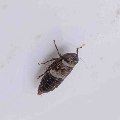 Cicadellidae (family) (Unidentified leafhopper) at O'Connor, ACT - 31 Aug 2022 by ConBoekel