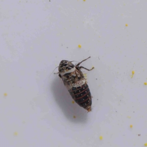 Cicadellidae (family) at O'Connor, ACT - 31 Aug 2022 02:27 PM