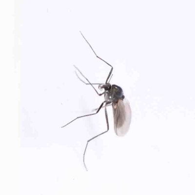 Unidentified True fly (Diptera) at Dryandra St Woodland - 31 Aug 2022 by ConBoekel