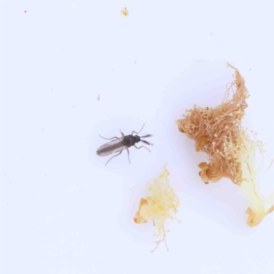 Ceratopogonidae (family) (Biting Midge) at Dryandra St Woodland - 31 Aug 2022 by ConBoekel