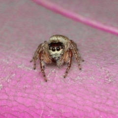 Opisthoncus sp. (genus) (Opisthoncus jumping spider) at Murrumbateman, NSW - 28 Aug 2022 by amiessmacro