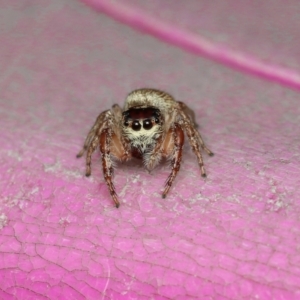 Opisthoncus sp. (genus) at Murrumbateman, NSW - 28 Aug 2022 03:43 PM