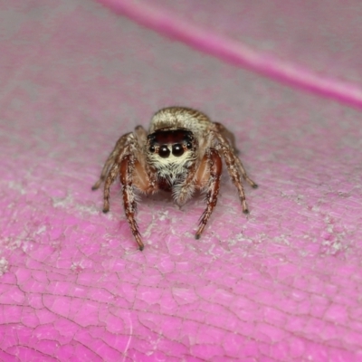 Opisthoncus sp. (genus) (Opisthoncus jumping spider) at Murrumbateman, NSW - 28 Aug 2022 by amiessmacro