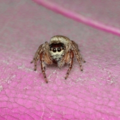 Opisthoncus sp. (genus) (Unidentified Opisthoncus jumping spider) at Murrumbateman, NSW - 28 Aug 2022 by amiessmacro