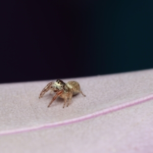 Opisthoncus sp. (genus) at Murrumbateman, NSW - 28 Aug 2022 03:43 PM