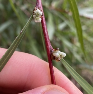 Hakea eriantha at Aranda, ACT - 18 Aug 2022