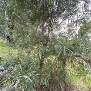 Hakea eriantha at Aranda, ACT - 18 Aug 2022