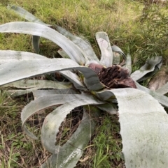 Agave americana (Century Plant) at Aranda, ACT - 17 Aug 2022 by Ned_Johnston