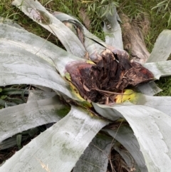 Agave americana at Aranda, ACT - 18 Aug 2022 09:22 AM